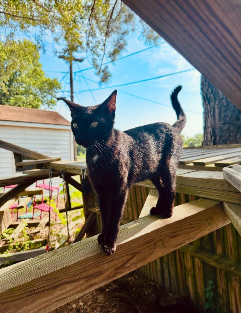Enlarge Lucky, a Adoptable mixed breed in Claremore, OK image 3/5