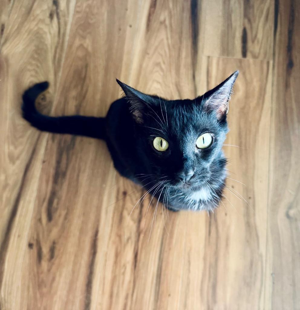 Lucky, a Adoptable mixed breed in Claremore, OK image 4/5