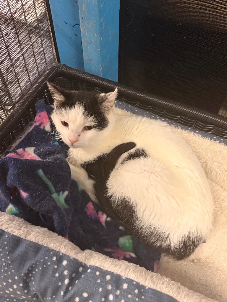 Edith, Adoptable, Kitten Female Domestic Short Hair.