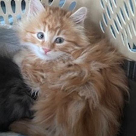 Harmony, adopted, Kitten Female Tabby & Domestic Long Hair.