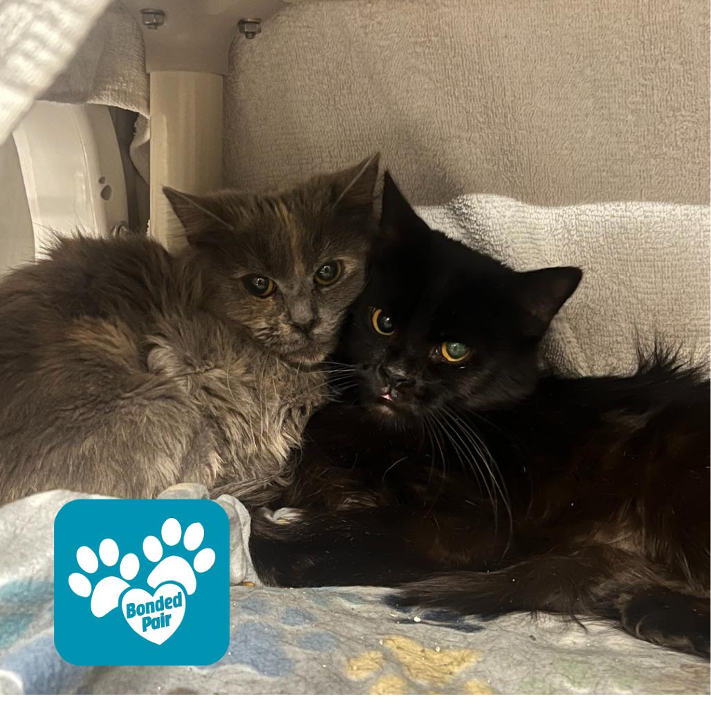 Clove, Adoptable, Adult Female Domestic Medium Hair.