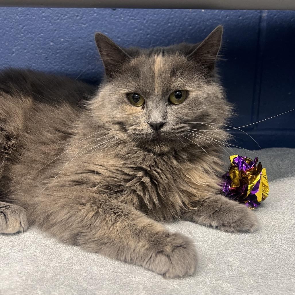 Enlarge Clove, a Adoptable Domestic Medium Hair in Mentor, OH image 2/4