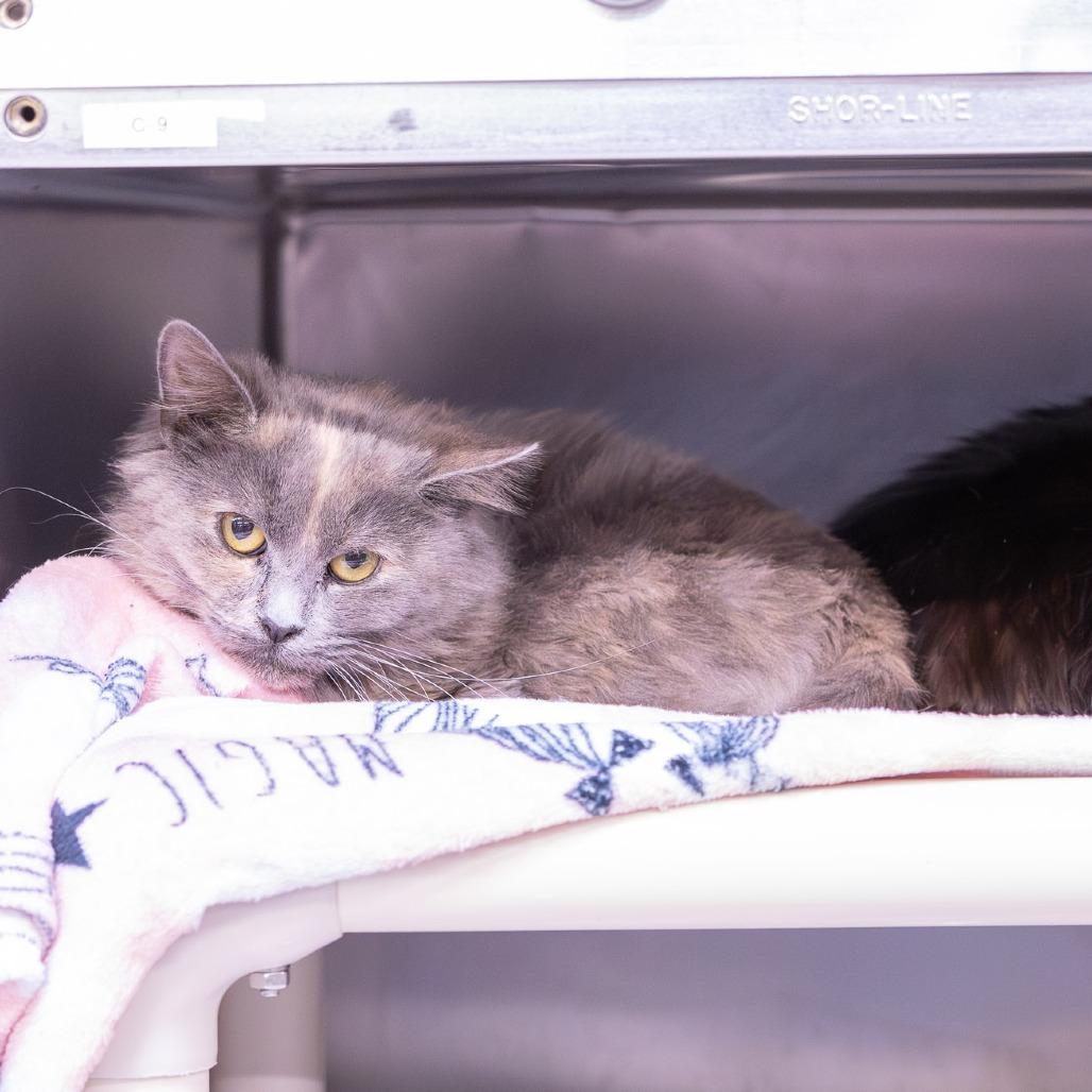 Enlarge Clove, a Adoptable Domestic Medium Hair in Mentor, OH image 2/2