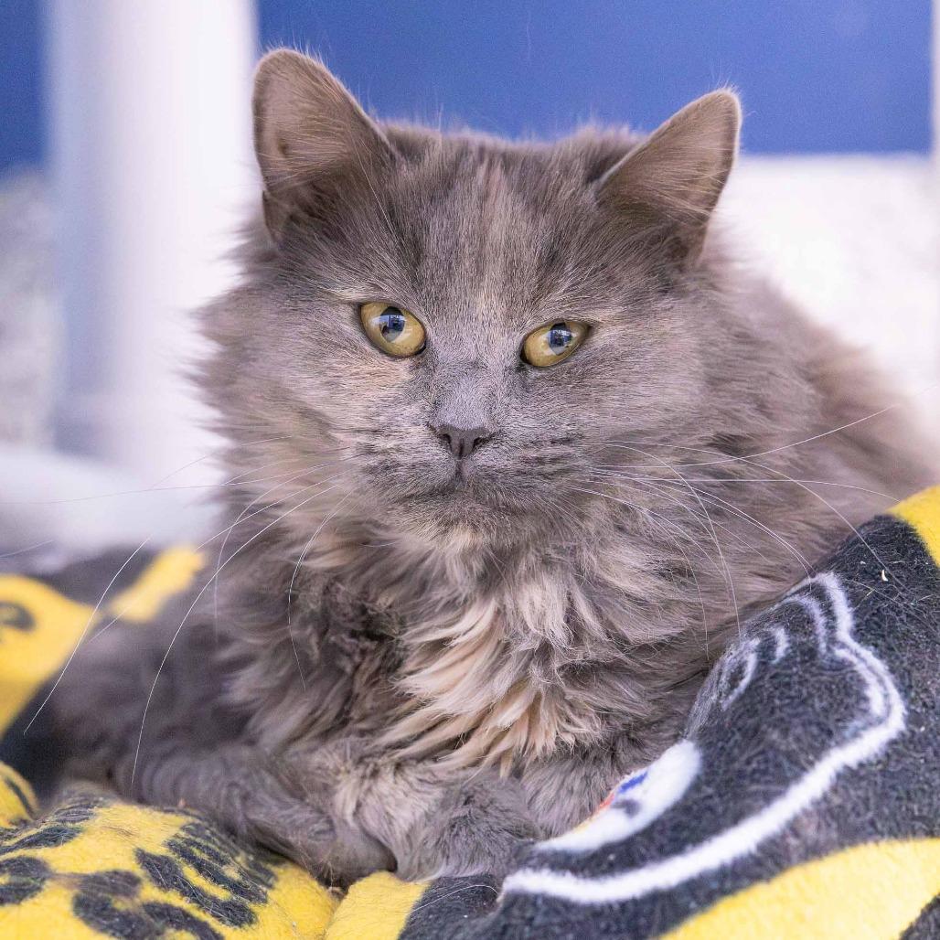 Enlarge Clove, a Adoptable Domestic Medium Hair in Mentor, OH image 4/4