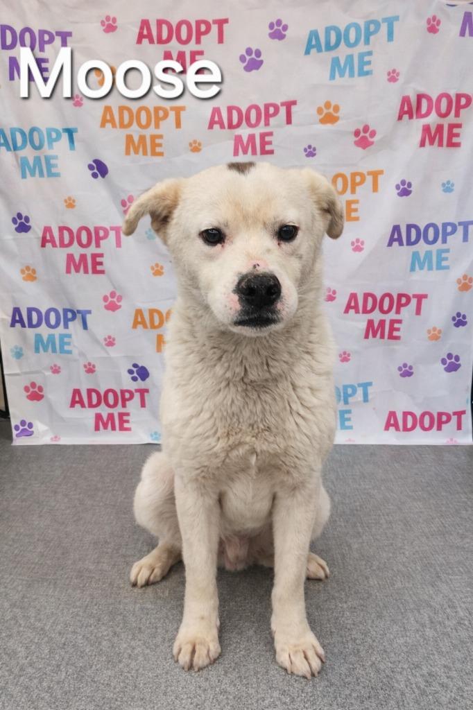 Moose Yrly 95, Adoptable, Young Male Shepherd.
