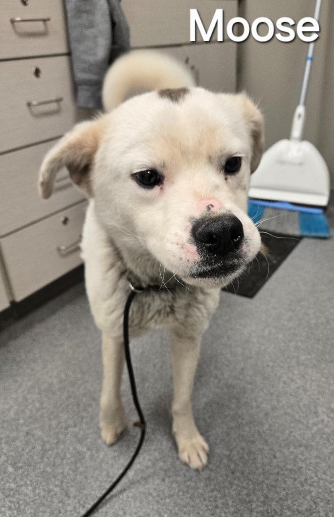 Enlarge Moose Yrly 95, a Adoptable Shepherd in Sidney, OH image 2/2