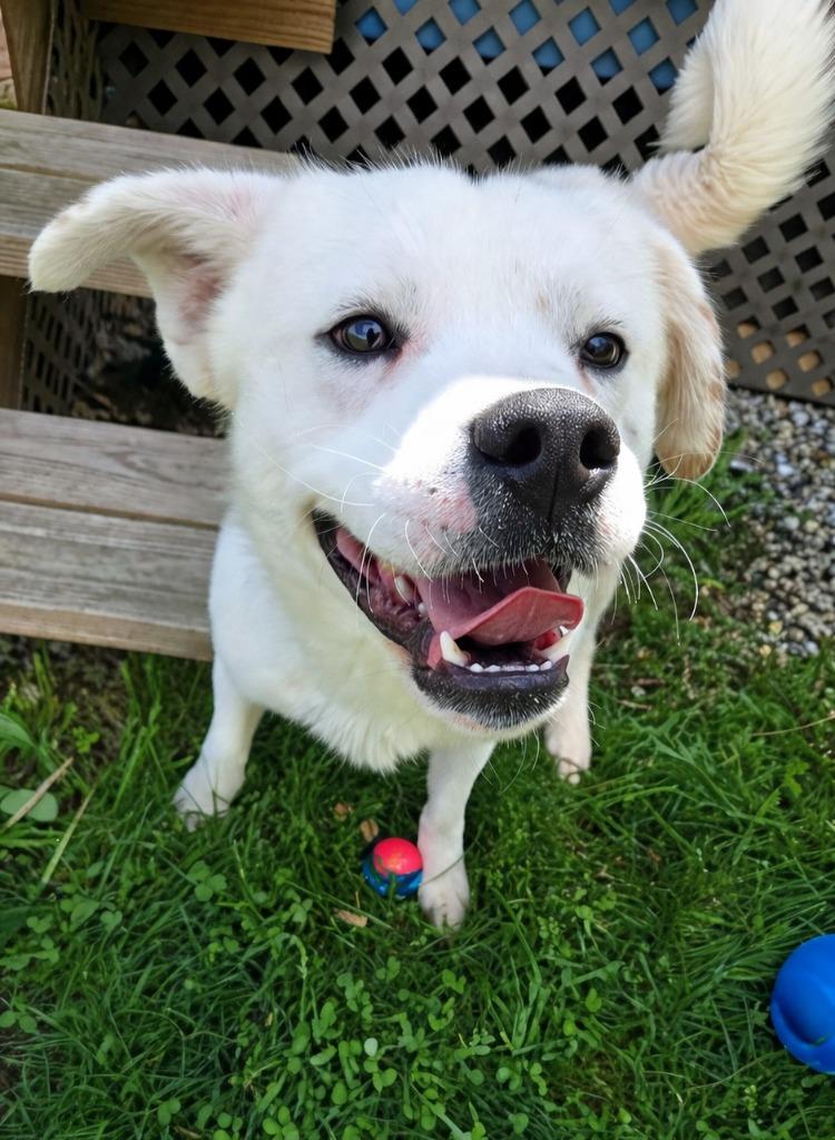 Enlarge Moose Yrly 95, a Adoptable Shepherd in Sidney, OH image 3/6