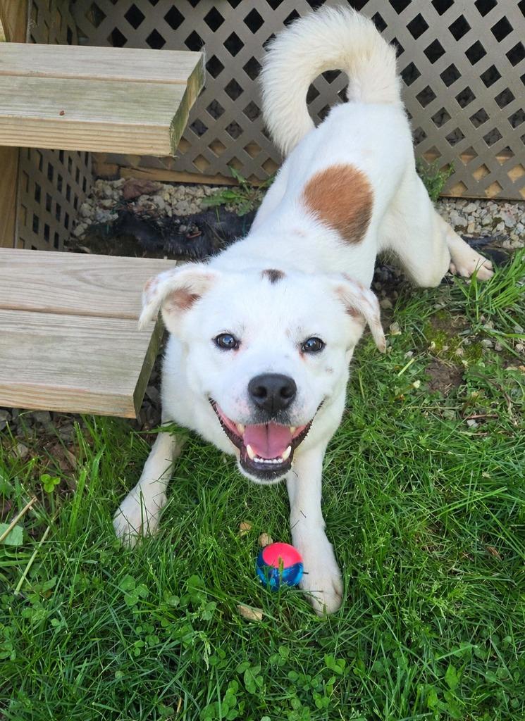 Enlarge Moose Yrly 95, a Adoptable Shepherd in Sidney, OH image 4/6