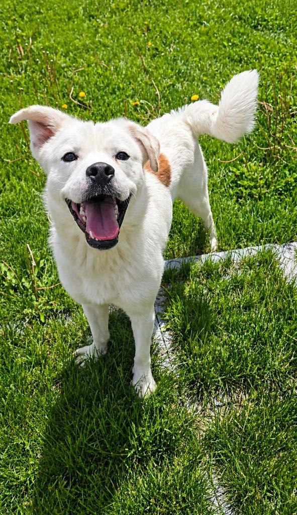 Enlarge Moose Yrly 95, a Adoptable Shepherd in Sidney, OH image 5/6