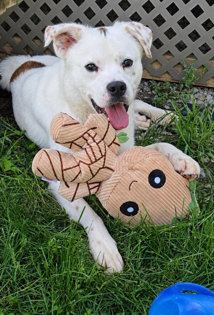 Enlarge Moose Yrly 95, a Adoptable Shepherd in Sidney, OH image 6/6
