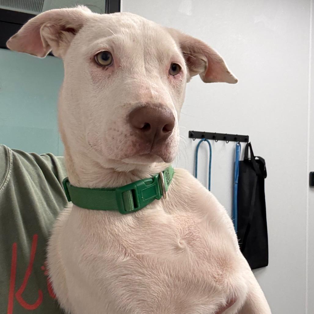 Enlarge Isaac, a Adoptable mixed breed in Abilene, TX image 1/2
