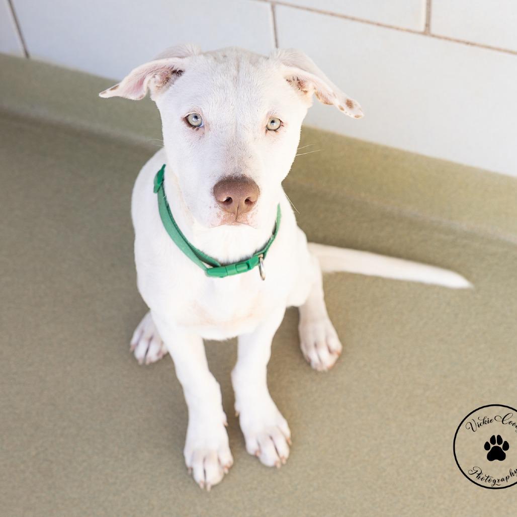 Enlarge Isaac, a Adoptable mixed breed in Abilene, TX image 2/2