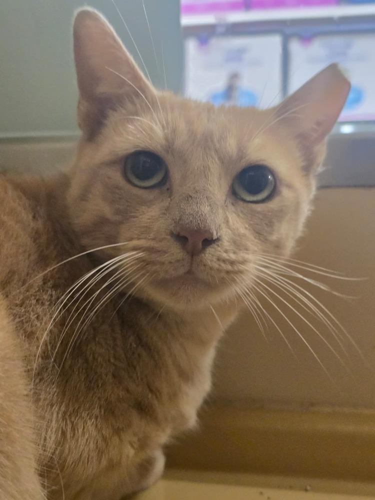 Machirullo, Adoptable, Adult Male Domestic Short Hair.