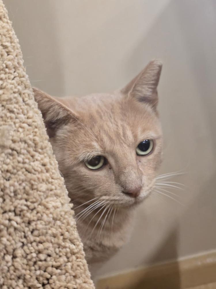 Machirullo thumbnail 3