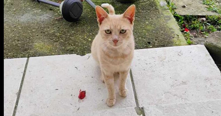 Machirullo thumbnail 4