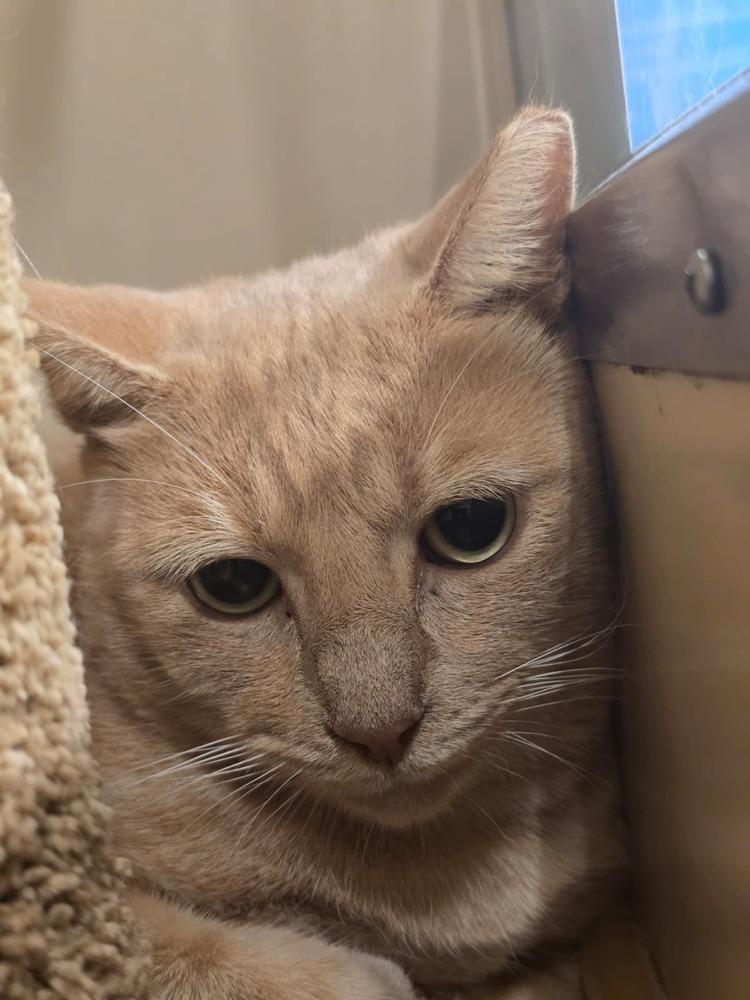 Machirullo thumbnail 5