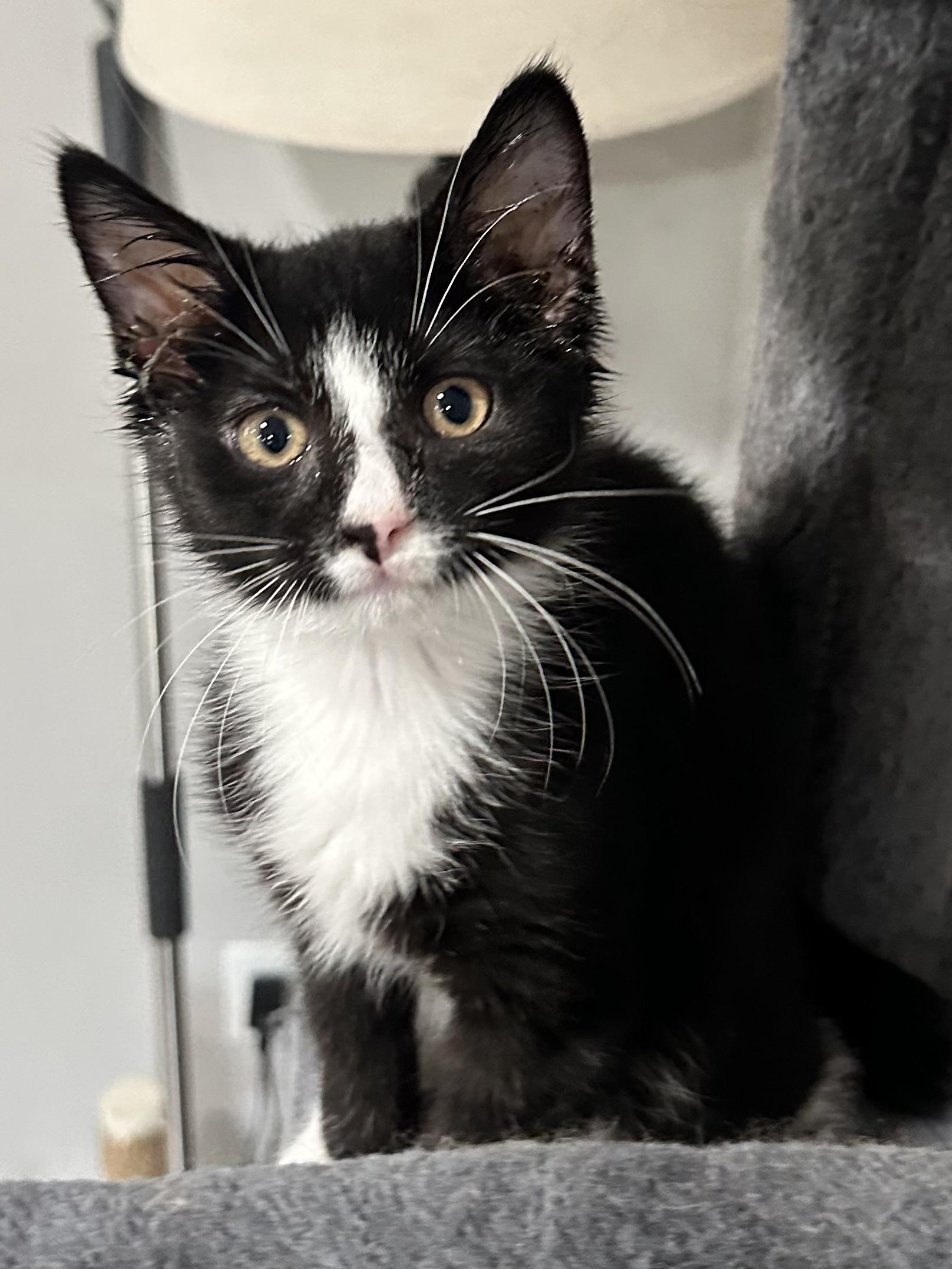 Doublestuff, adopted, Kitten Male Domestic Short Hair.