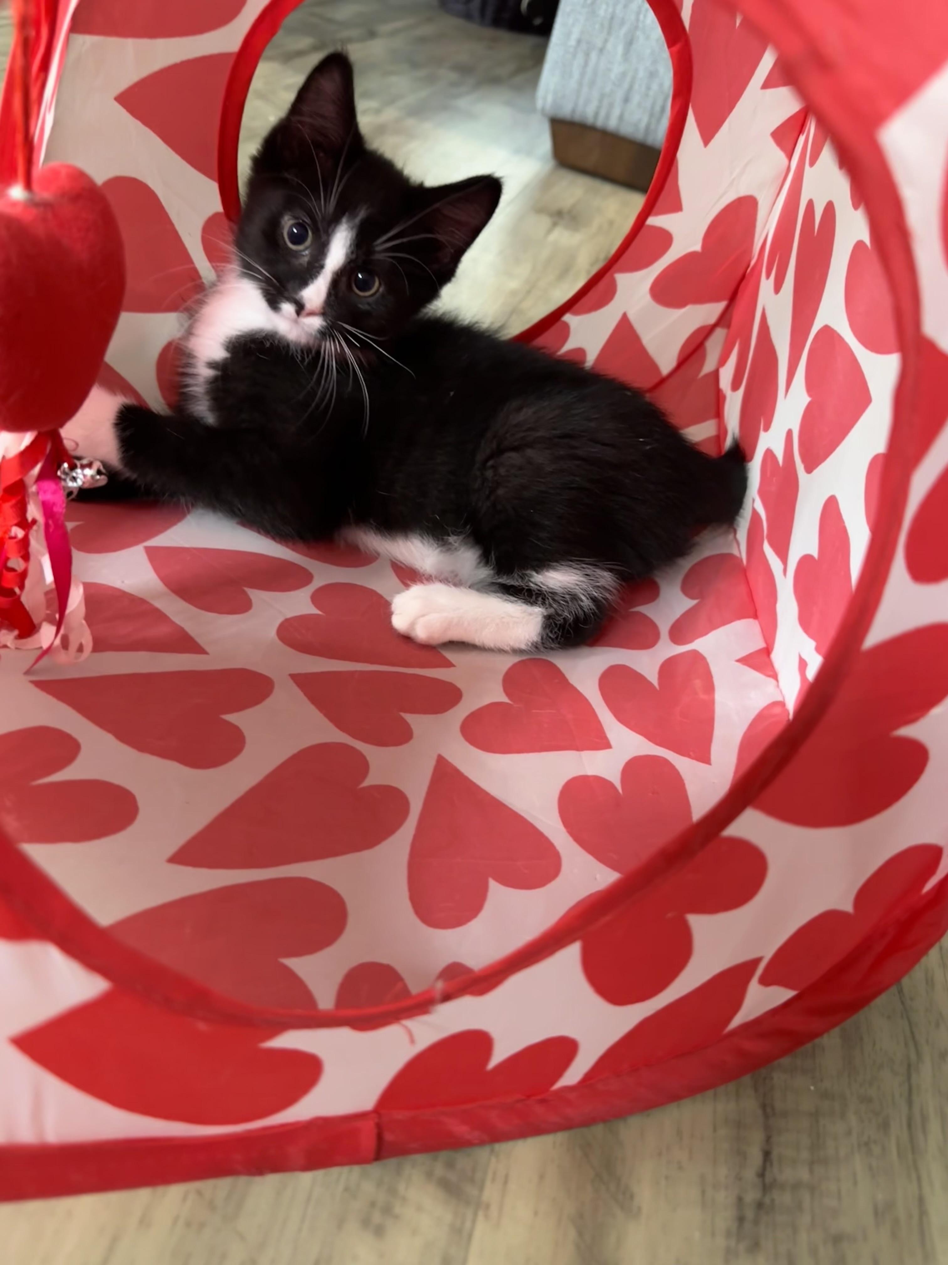 Enlarge Doublestuff, a ADOPTABLE Domestic Short Hair in Elkton, MD image 5/5