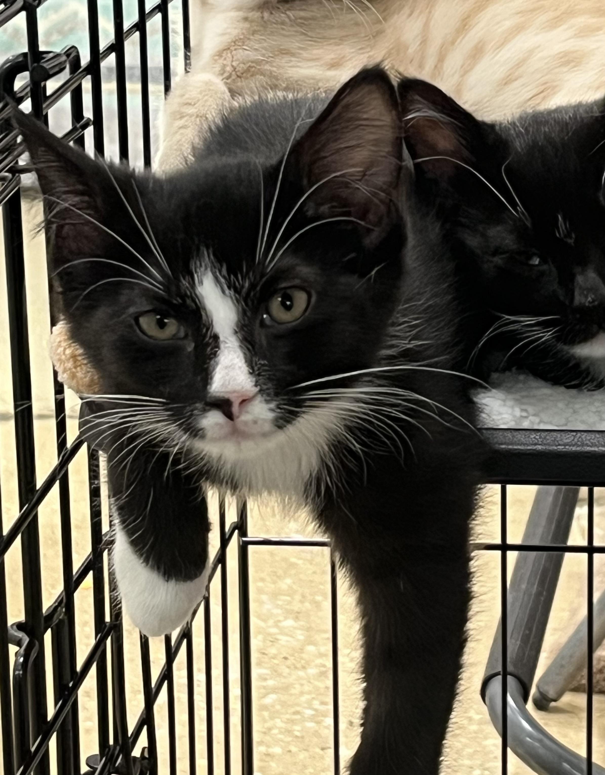 Enlarge Doublestuff, a ADOPTABLE Domestic Short Hair in Elkton, MD image 4/5