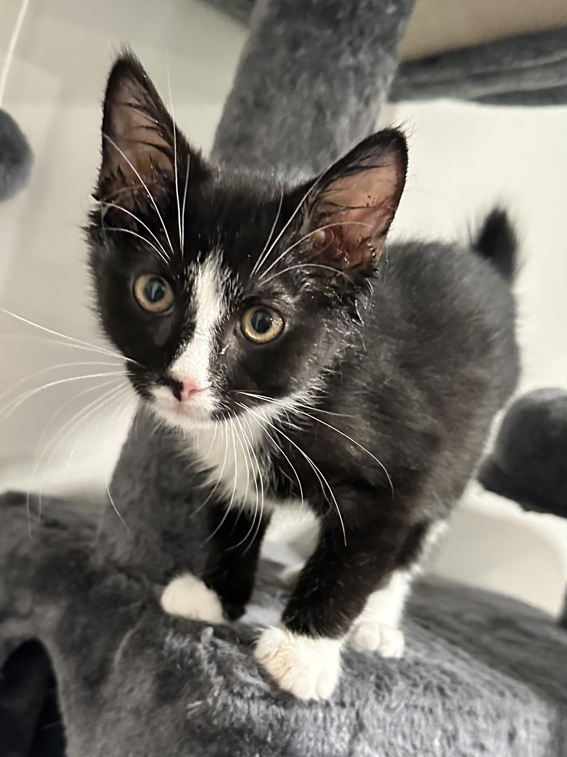 Enlarge Doublestuff, a ADOPTABLE Domestic Short Hair in Elkton, MD image 2/5