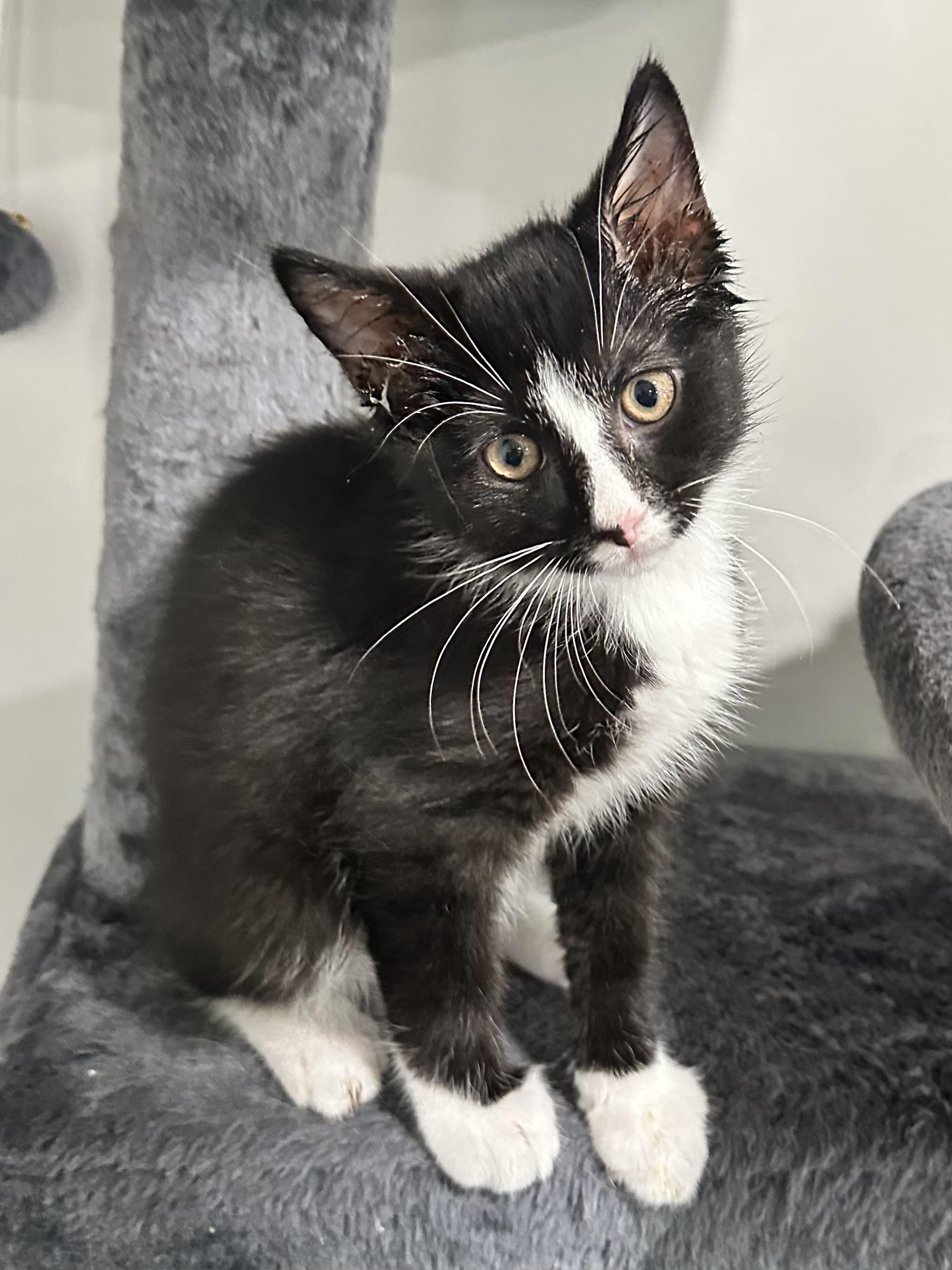 Enlarge Doublestuff, a ADOPTABLE Domestic Short Hair in Elkton, MD image 3/5