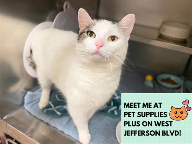 Enlarge AMEREY, a Adoptable Domestic Short Hair in Fort Wayne, IN image 1/1