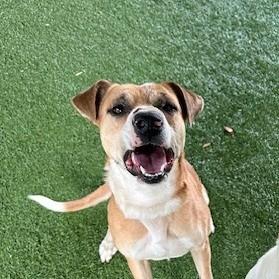 Enlarge Bruce Wayne aka Batman, a Adoptable mixed breed in Coos Bay, OR image 1/2