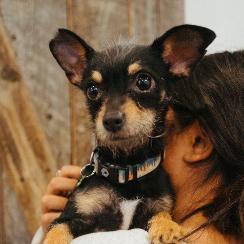 Enlarge Margo, an adopted mixed breed in Jackson, WY image 5/5