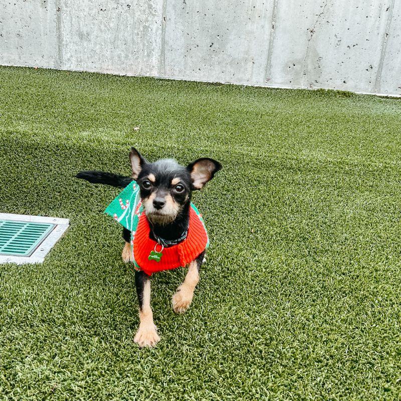 Margo, adopted, Adult Female Chihuahua & Terrier.