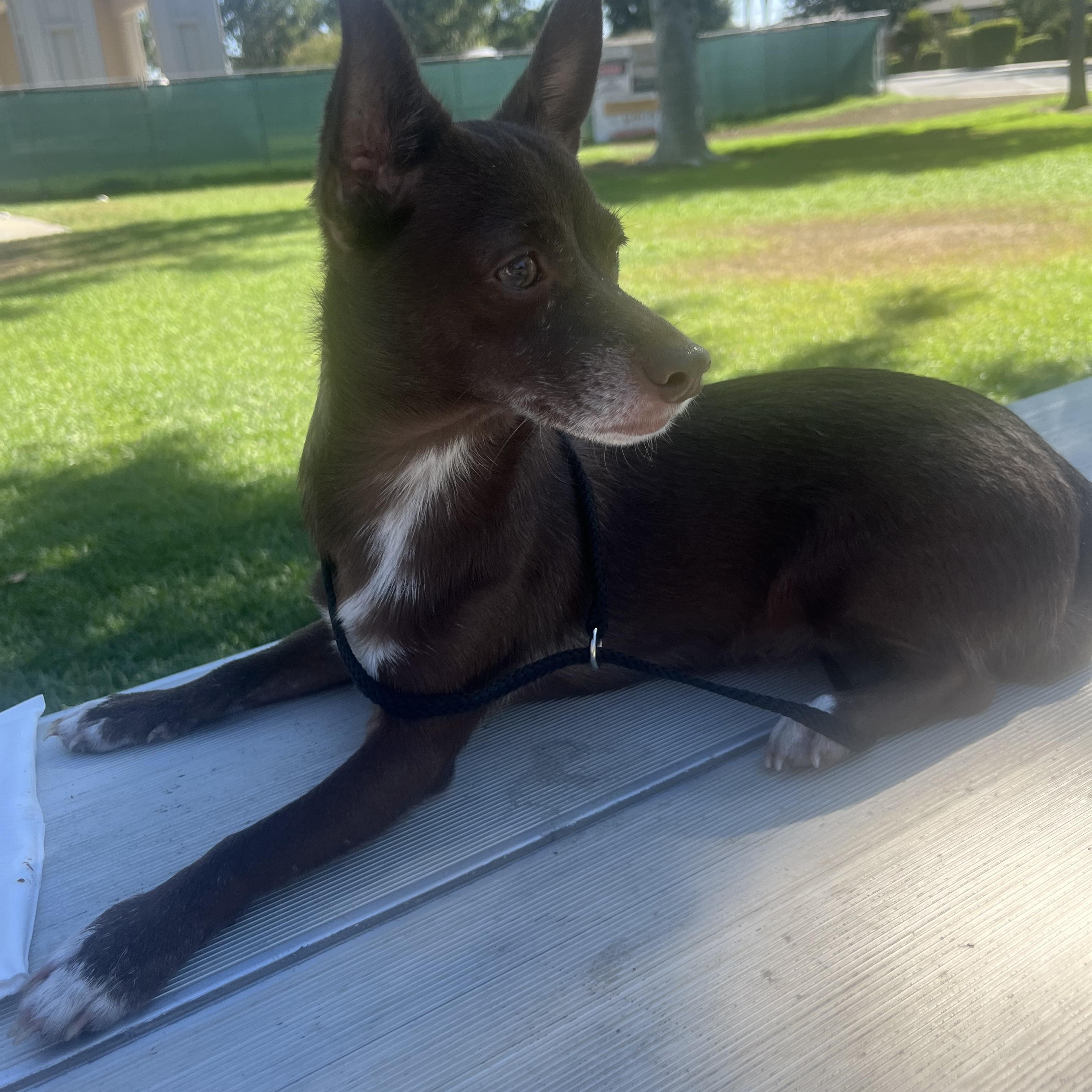 Eyore, Adoptable, Puppy Male Dachshund & Chihuahua.