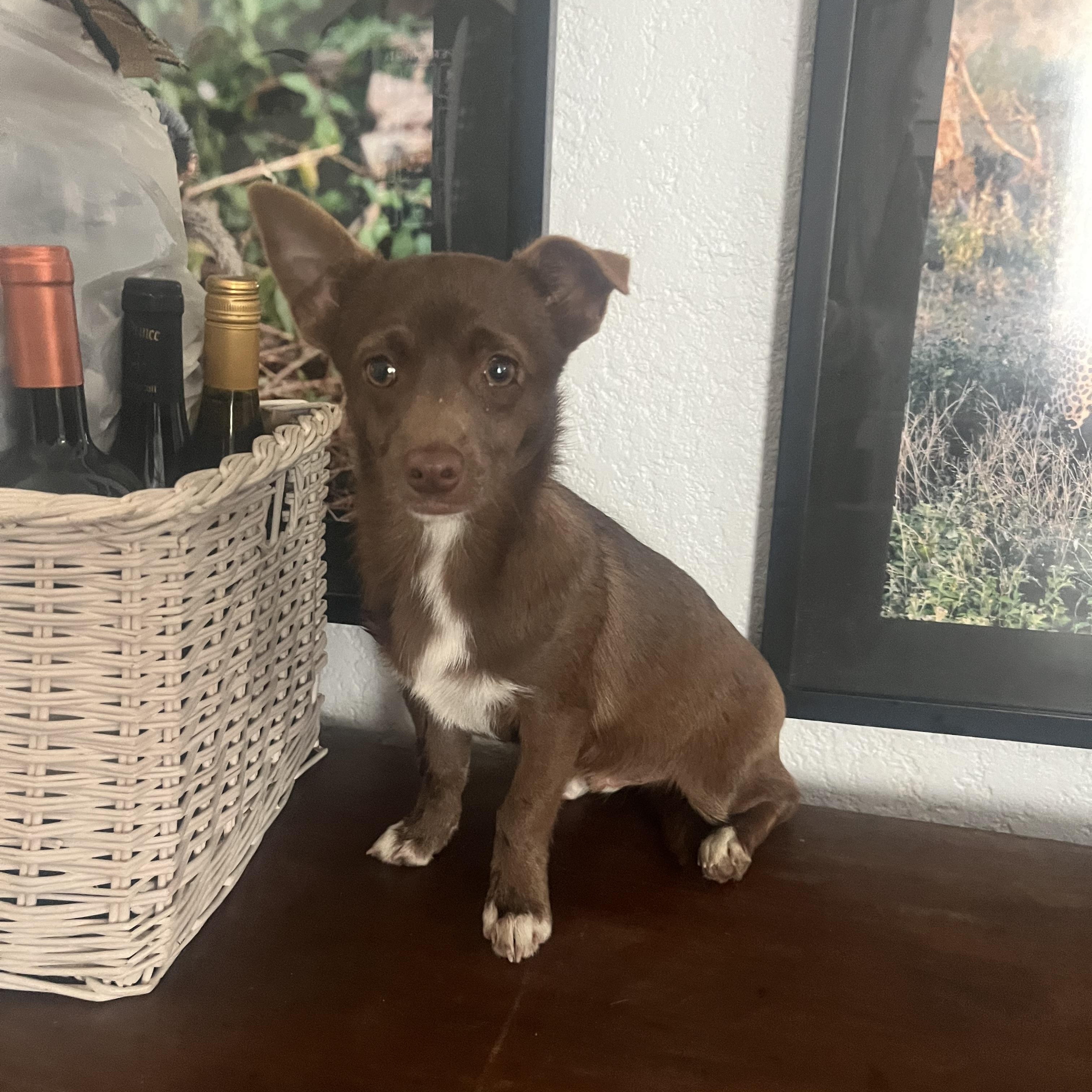 Enlarge Eyore, a Adoptable mixed breed in Bakersfield, CA image 2/4