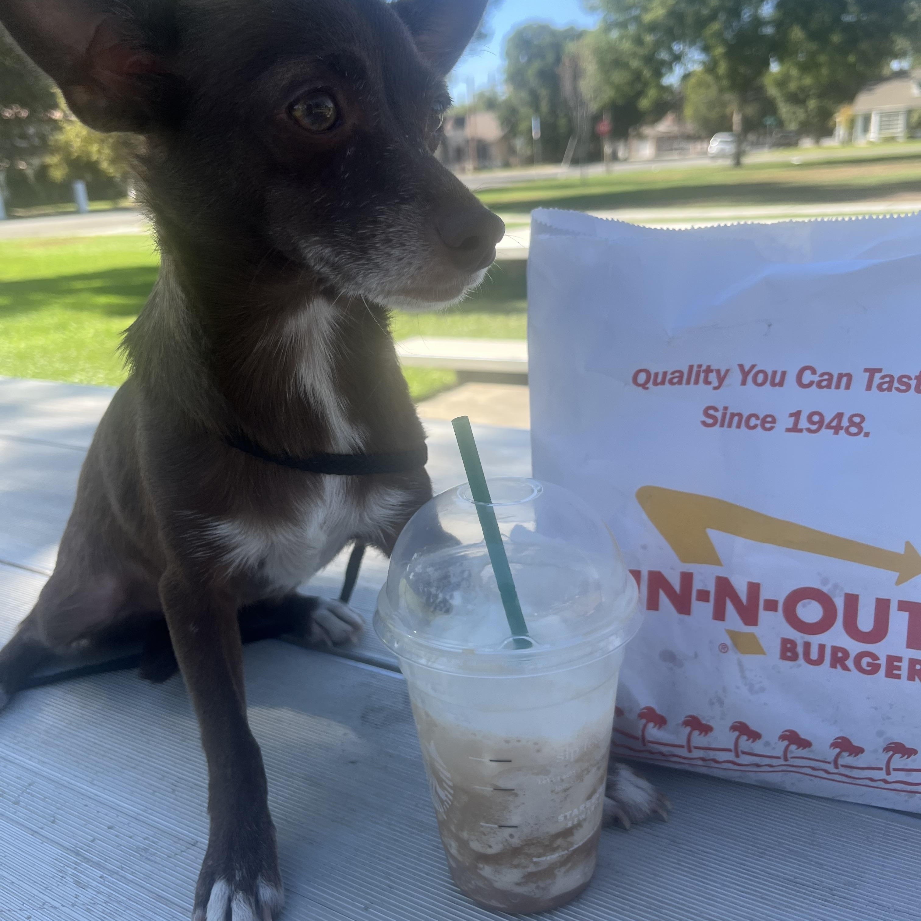 Enlarge Eyore, a Adoptable mixed breed in Bakersfield, CA image 3/4