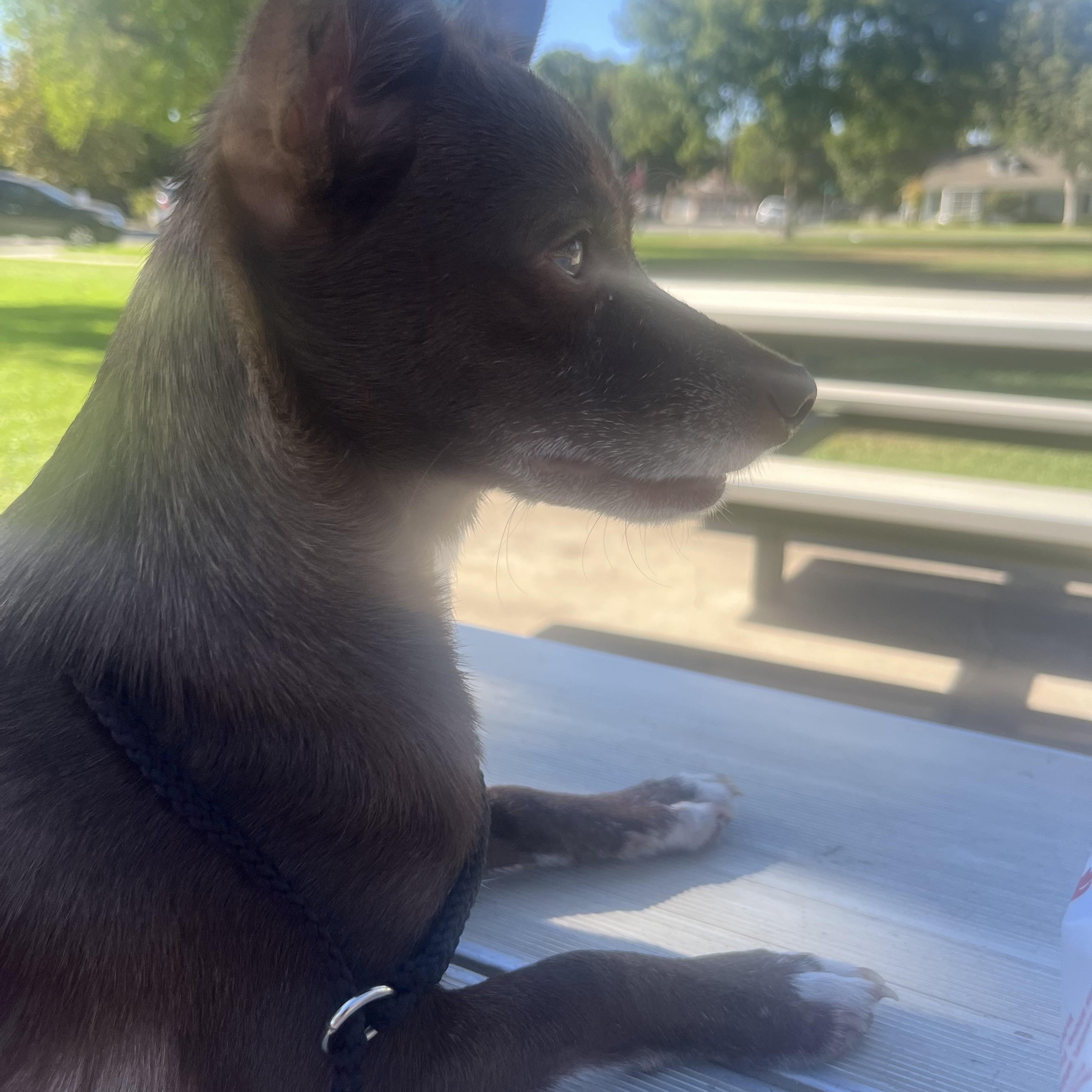 Eyore  Adoption Pending