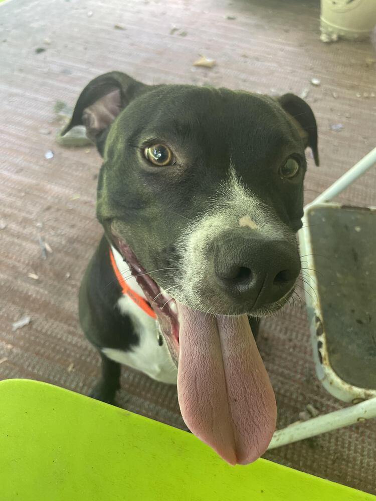 Enlarge Boone, a Adoptable mixed breed in Chattanooga, TN image 1/2