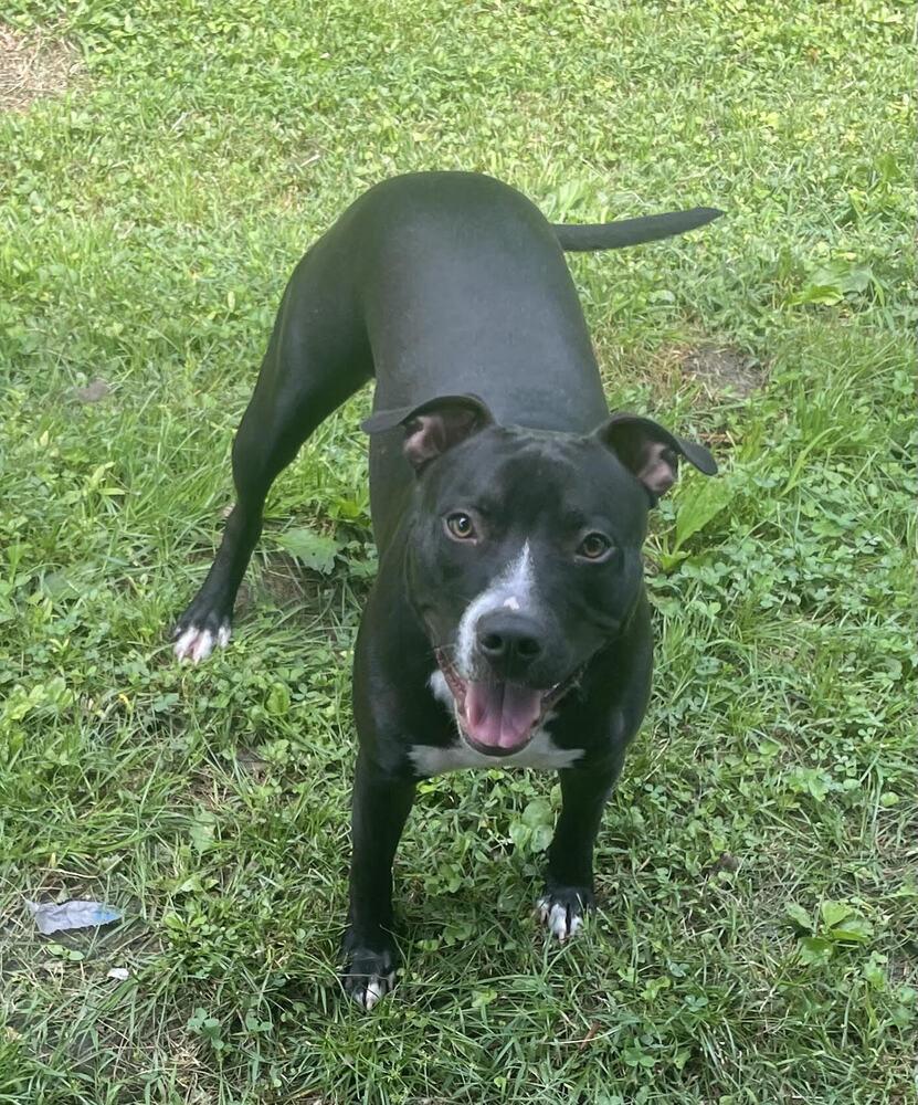 Enlarge Boone, a Adoptable mixed breed in Chattanooga, TN image 2/2