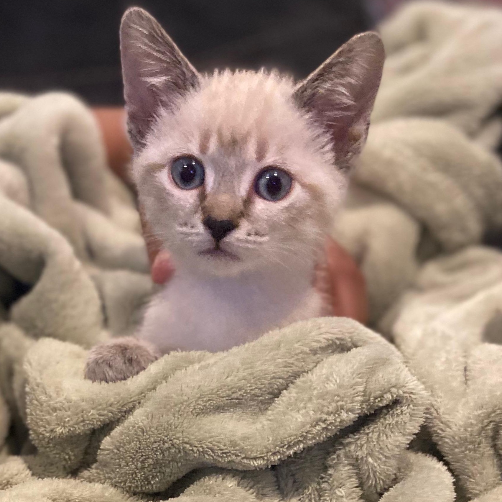 Koya- Must Be Adopted With Opal, Adoptable, Kitten Female Siamese.