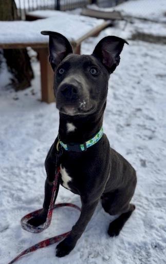 Presley — thumbnail 2