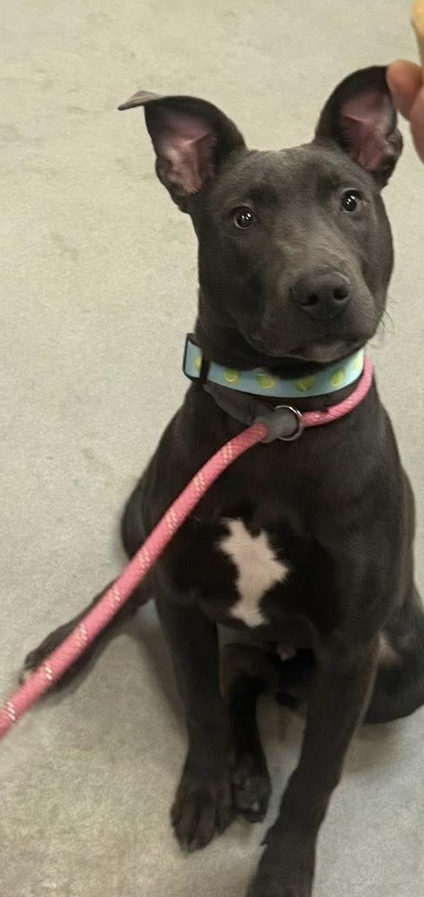 Presley — thumbnail 4