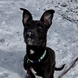 Presley — thumbnail 5