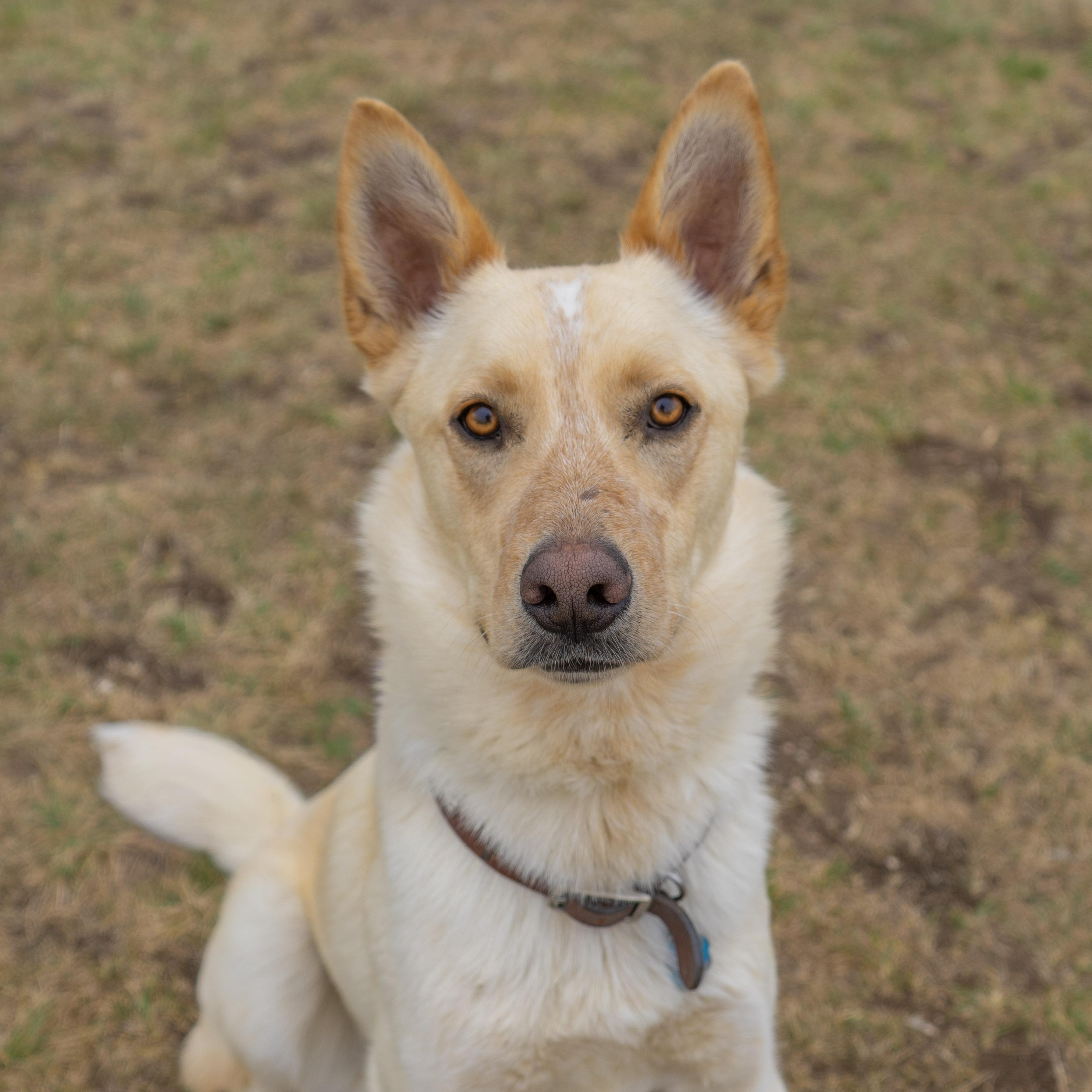 Caspian, ADOPTABLE, Young Male Shepherd & Australian Cattle Dog / Blue Heeler.