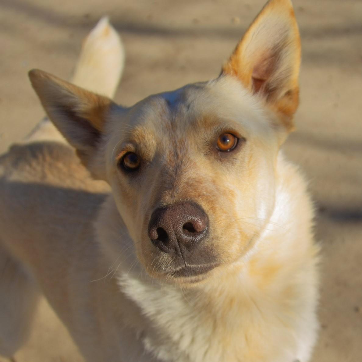 Enlarge Caspian, a ADOPTABLE mixed breed in Rapid City, SD image 5/6