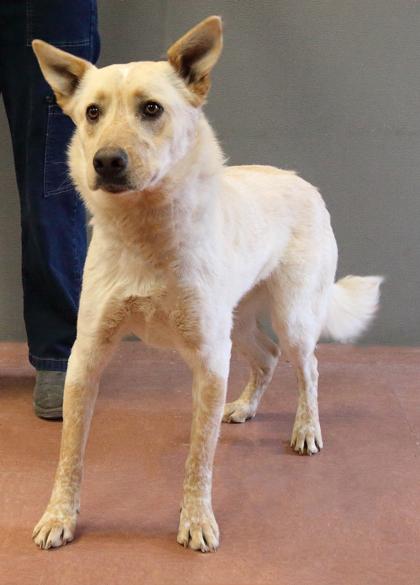 Enlarge Caspian, a ADOPTABLE mixed breed in Rapid City, SD image 6/6