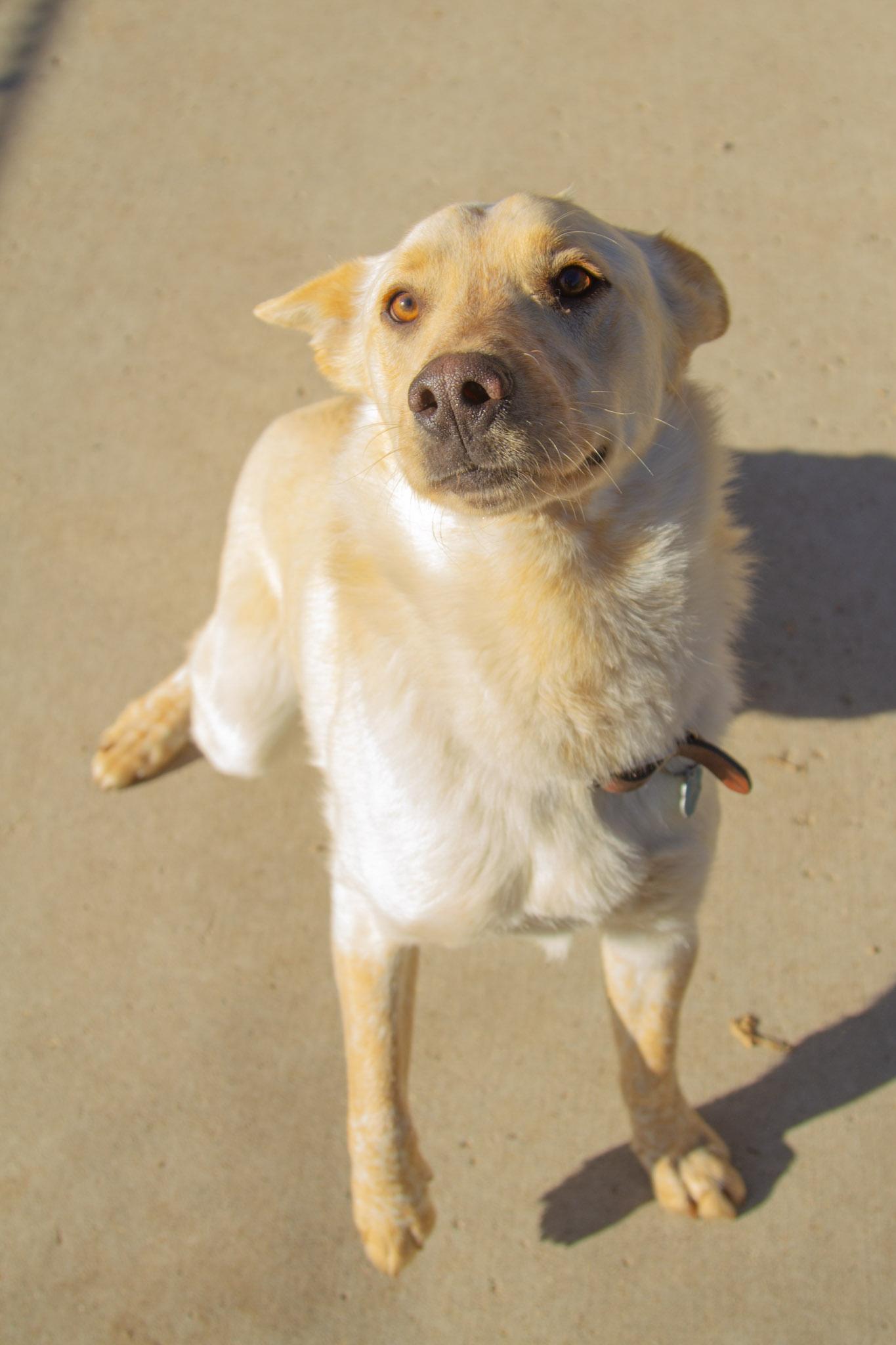 Caspian — thumbnail 4