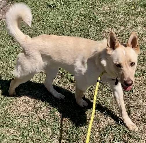 Enlarge Caspian, a ADOPTABLE mixed breed in Rapid City, SD image 2/6