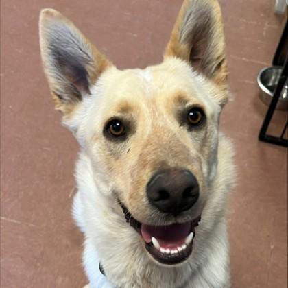 Enlarge Caspian, a ADOPTABLE mixed breed in Rapid City, SD image 3/6