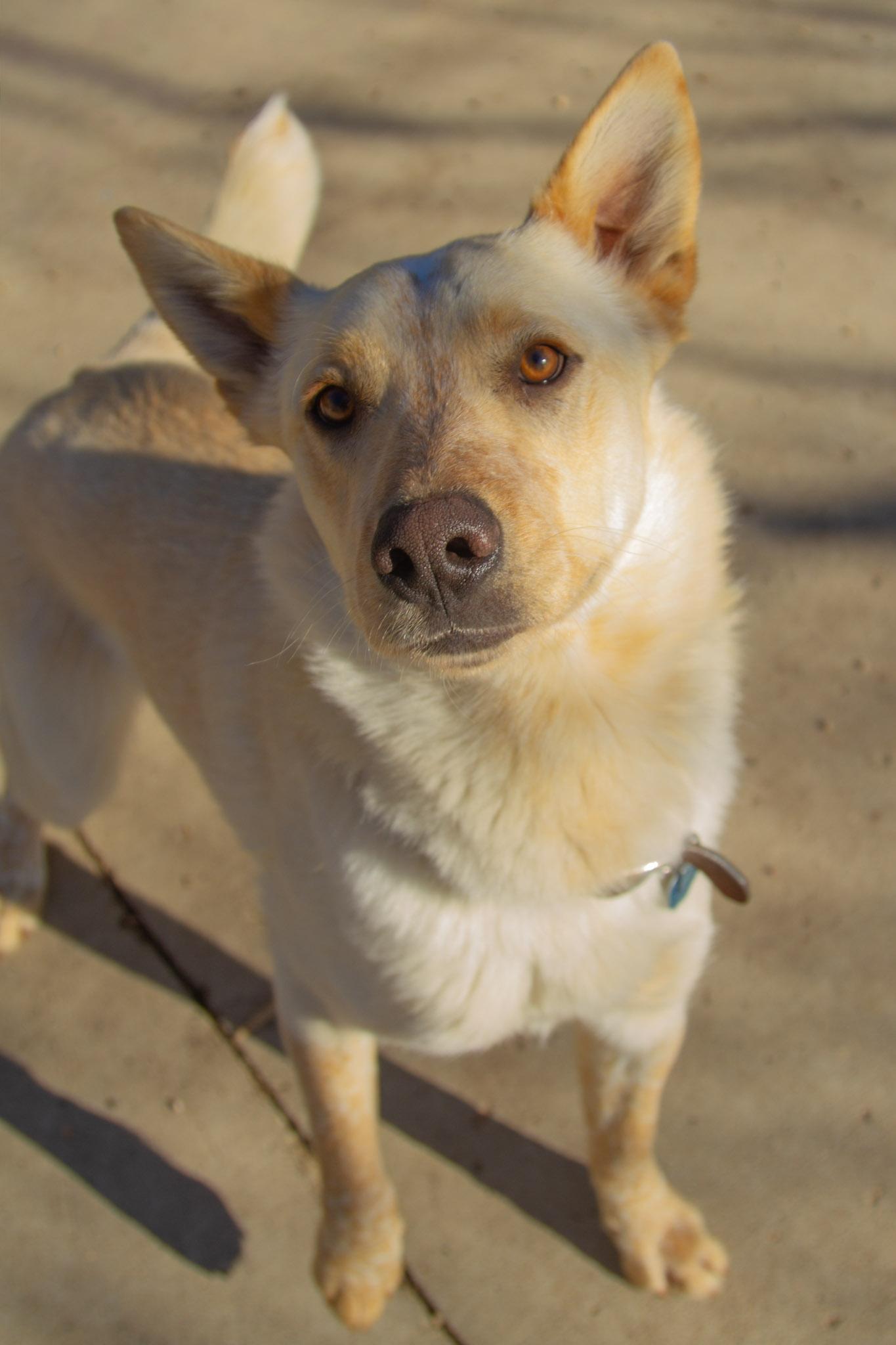 Caspian — thumbnail 6