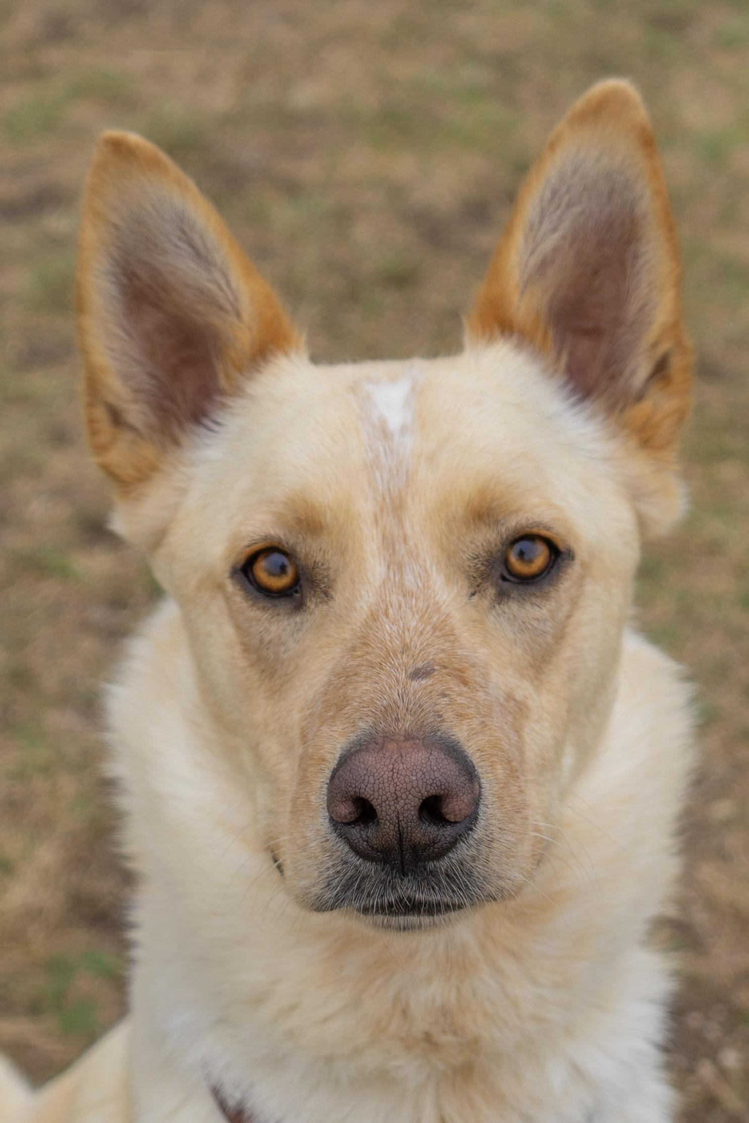 Enlarge Caspian, a ADOPTABLE mixed breed in Rapid City, SD image 4/6