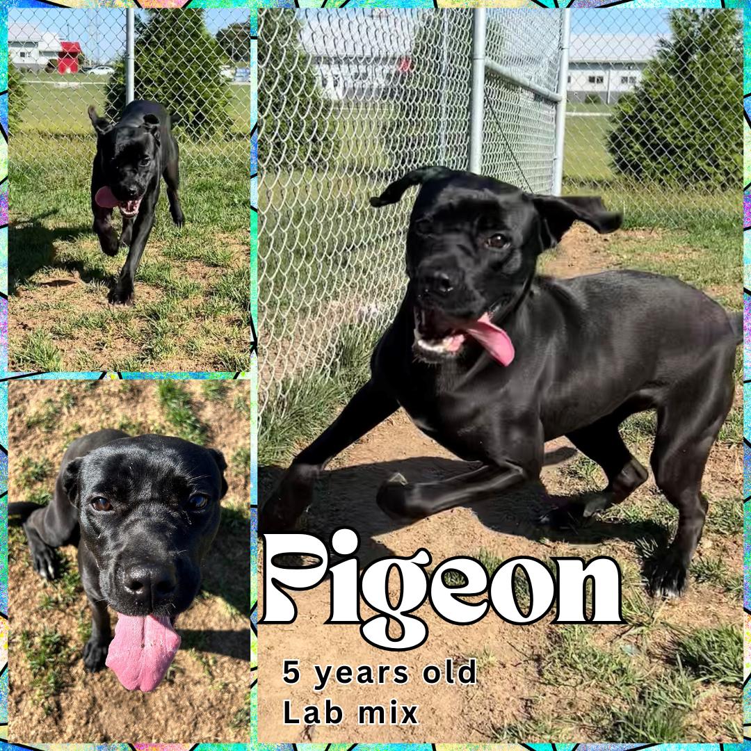 Enlarge Pigeon, a Adoptable Labrador Retriever in Franklin, IN image 1/1