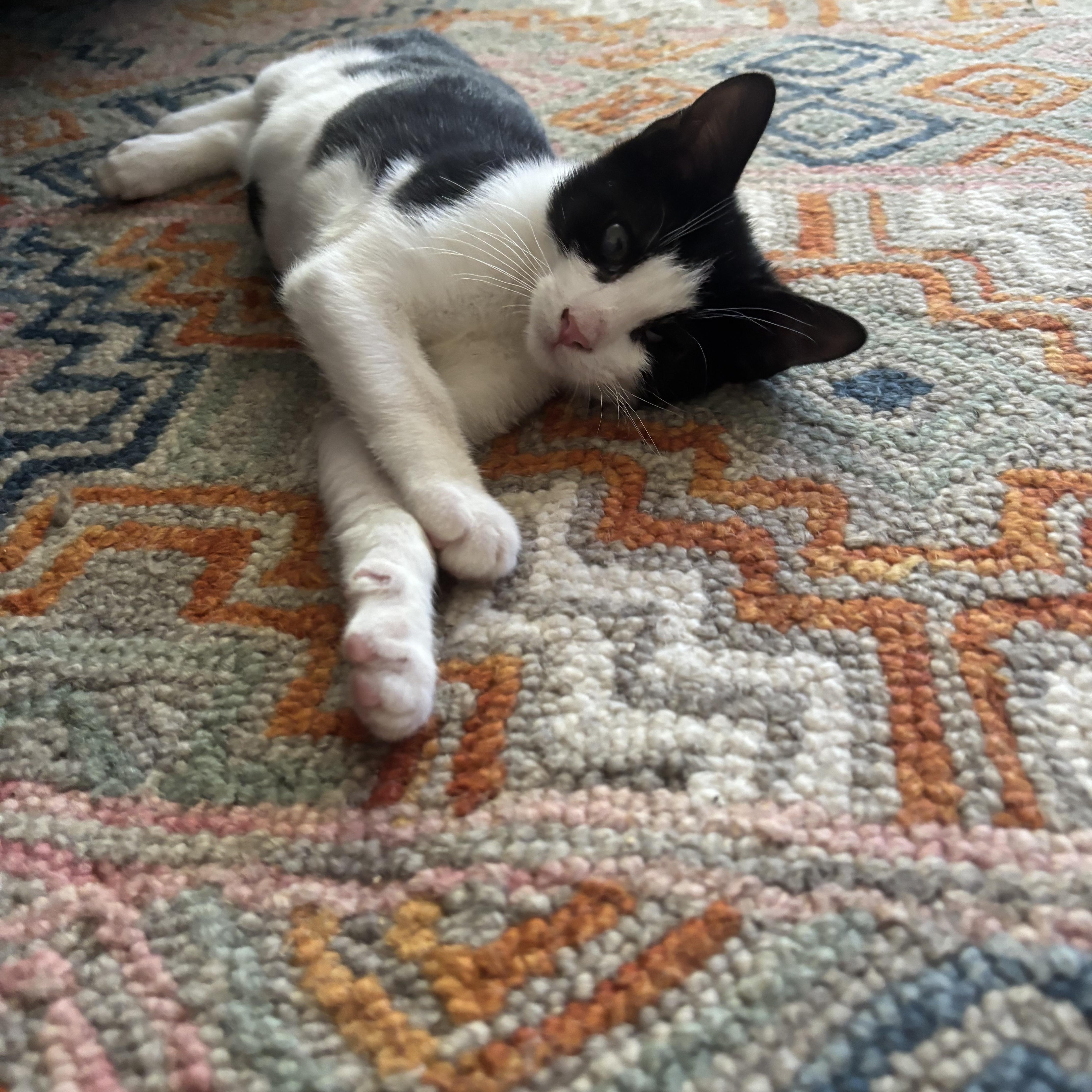 Bugs and Peekaboo, a ADOPTABLE Domestic Short Hair in Brooklyn, NY image 4/4