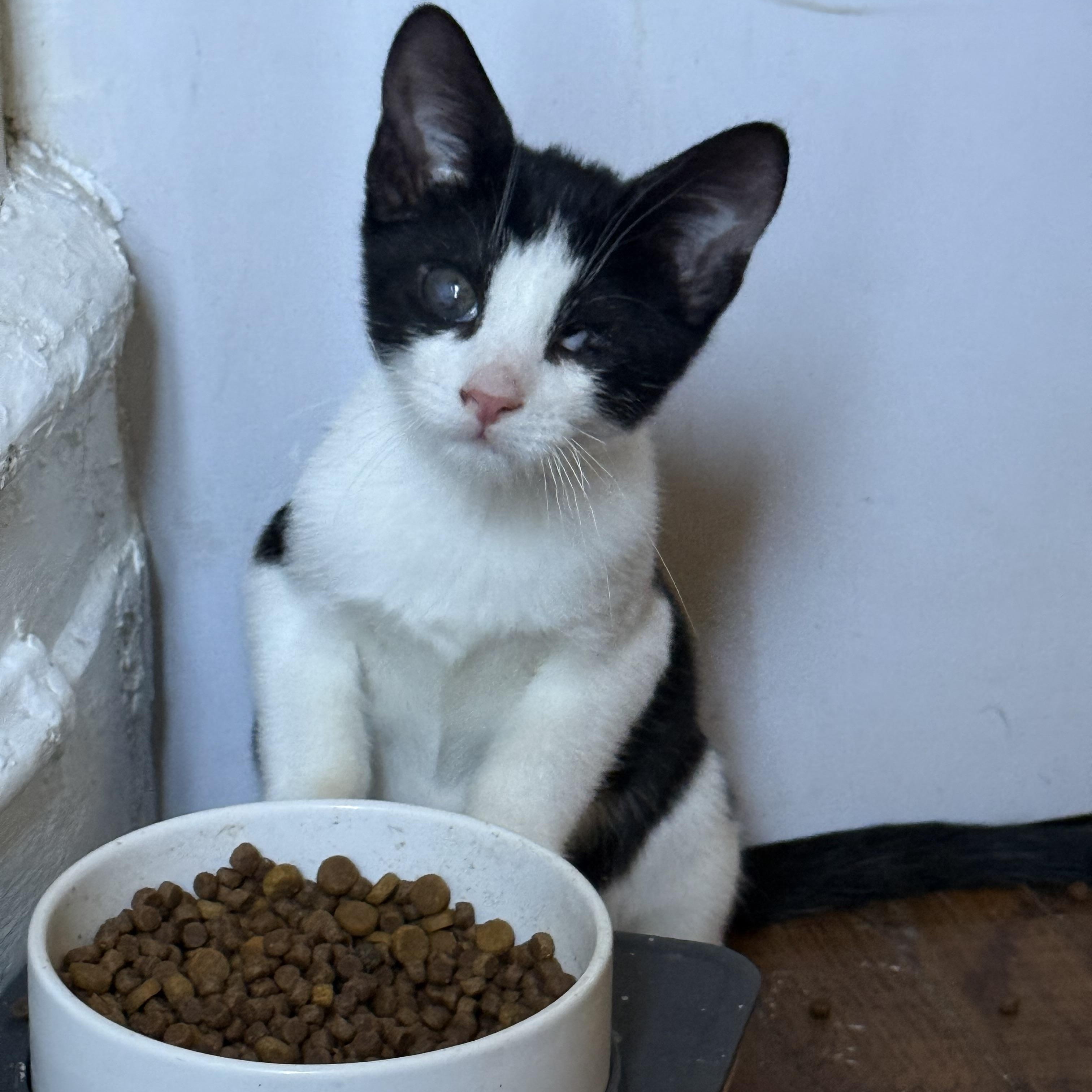 Bugs and Peekaboo, a ADOPTABLE Domestic Short Hair in Brooklyn, NY image 3/4